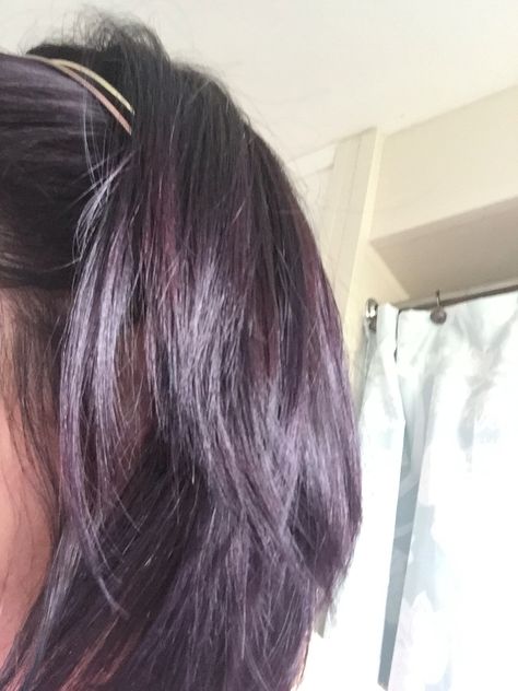 Deep purple-tinted hair || photo credit: me/Cara D. Tinted Brown Hair, Purple Tinted Brown Hair, Purple Tinted Hair, Faded Purple Hair, Tinted Hair, Black Hair Dye, Hair Tint, Hair Photo, Hair Dye