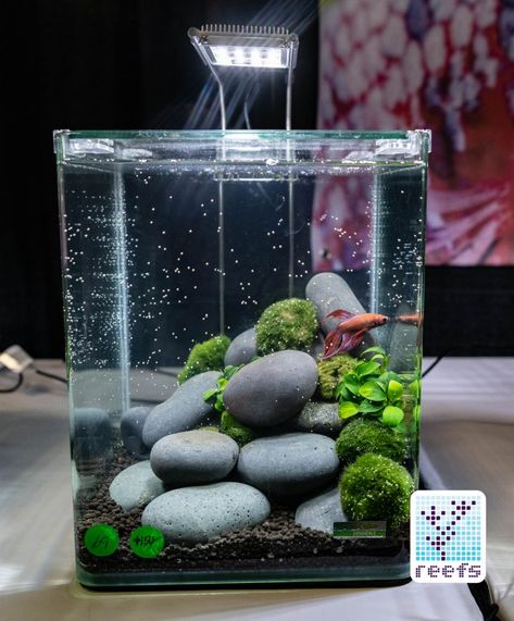 2018 Aquatic Experience Coverage Part IV: Kid’s Aquarium Contest & Betta Exhibition – Reefs.com 10 Gallon Fish Tank Ideas, Betta Aquascape, Kids Aquarium, Aesthetic Fishing, Betta Fish Tank Ideas, Fish Tank Ideas, Fish Aesthetic, Fish Aquarium Decorations, Fish Tank Themes