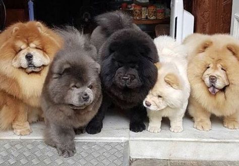 15 Things To Know About Chow Chows | Page 3 of 3 | PetPress Puppy Chow Halloween, Chow Chow Dog Puppy, Puppy Chow Chex Mix, Puppy Chow Chex, Perros Chow Chow, Puppy Chow Chex Mix Recipe, Chow Puppies, Chow Puppy, Ras Anjing