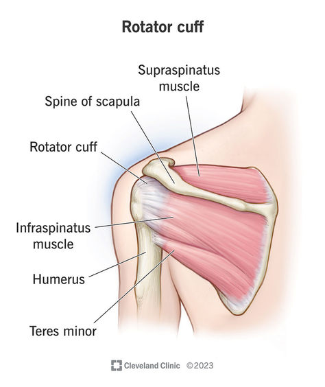 What Is the Anatomy of the Rotator Cuff? Rotator Cuff Muscles, Rotator Cuff Exercises, Shoulder Problem, Rotator Cuff Tear, Shoulder Impingement, Rotator Cuff Injury, Types Of Surgery, Shoulder Injuries, Rotator Cuff