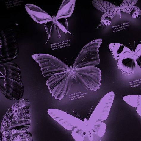 Dark Purple Aesthetic, Purple Aesthetic, Dark Purple, Butterflies, Purple, Black