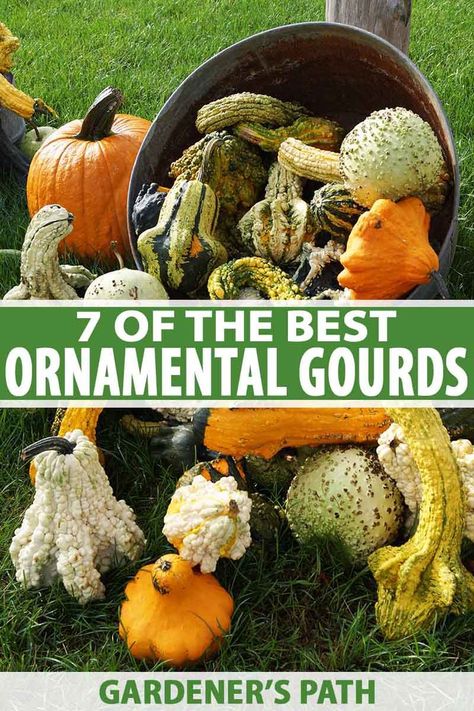 Ornamental gourds are easy to grow and add color and texture to your garden. Available in an array of shades, shapes, and sizes – they're perfect for brightening up the backyard or decorating your fall table. Learn about the different varieties and discover our 7 favorites with Gardener's Path. #gourds #gardenerspath Ornamental Gourds, Gourd Types, Budget Gardening, Homesteading Life, Homesteading Tips, Modern Homestead, Gorgeous Gourds, Fall Gardening, Homestead Ideas