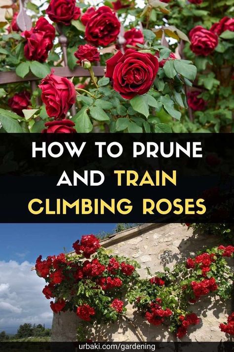 Climbing Rose Pruning, Pruning Climbing Roses For Winter, Trellis For Roses Climbing, Prune Roses For Winter, Rose Bush Trellis Ideas, Climbing Roses Fence, Climbing Rose Trellis Ideas, Train Climbing Roses, Climbing Roses On House