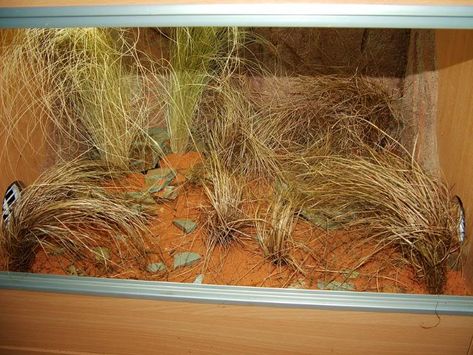 Leopard Gecko Habitat, Savannah Monitor, Gecko Habitat, Bearded Dragon Cage, Fat Tailed Gecko, Bearded Dragon Tank, Bearded Dragon Diet, Baby Bearded Dragon, Bearded Dragon Cute