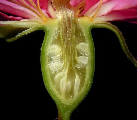 Cross section of a developing rose hip, showing the ovary... marvelous... Facial Oil Recipe, Diy Facial, Structure And Function, Parts Of A Flower, Rosehip Seed Oil, Stem Projects, Weather And Climate, Botanical Oils, Cross Section