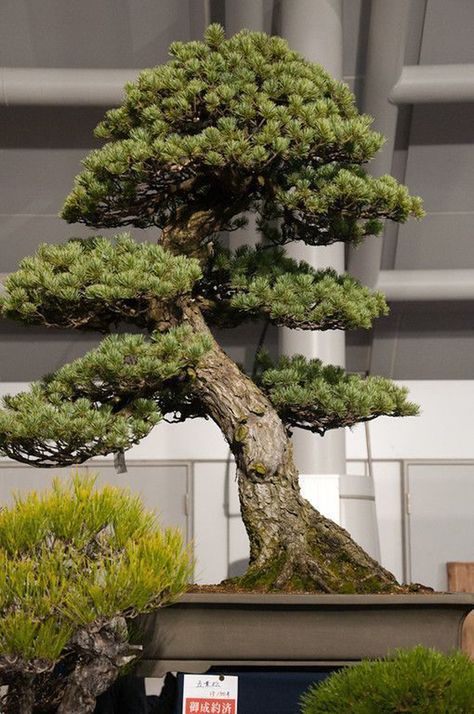 Bonsai Meaning, Bonsai Making, Japanese Bonsai Tree, Bonsai Forest, Pre Bonsai, Pine Bonsai, Bonsai Techniques, Indoor Bonsai Tree, Juniper Bonsai