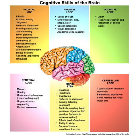 Brain Parts And Functions, Brain Anatomy And Function, Brain Parts, Brain Images, Basic Anatomy And Physiology, Cognitive Psychology, Brain Facts, Brain Anatomy, Receptive Language