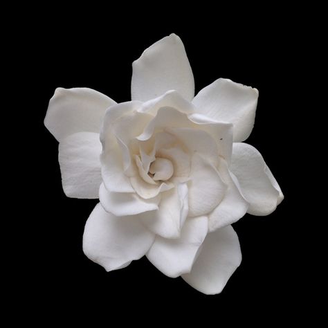 Gardenia Aesthetic, Flowers Png Hd, Flower Transparent Background, White Flower Png, Flower Png Transparent, Gardenia Flowers, Gardenia Flower, Flower Png Images, Ephemeral Art