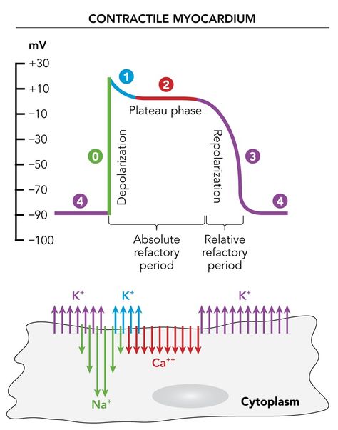 Cardiac Action Potential, Cardiac Electrophysiology, Pathophysiology Nursing, Action Potential, Physical Therapy School, Paramedic School, Mcat Study, Nursing School Essential, Medicine Notes