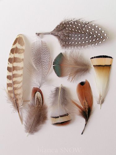 feather collection | some of my favourite feathers | Bianca Snow | Flickr On The Wings Of Love, A Well Traveled Woman, Feather Art, Arte Inspo, Back To Nature, Bird Feathers, 그림 그리기, Textures Patterns, Color Inspiration