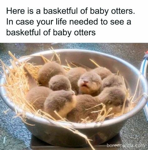 Baby Otters, Otters, Birds