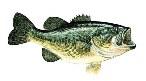 390+ Largemouth Bass Stock Illustrations, Royalty-Free Vector Graphics & Clip Art - iStock | Largemouth bass jumping, Largemouth bass fishing, Largemouth bass fish Largemouth Bass Drawings, Bass Fish Drawing, Lake Ecosystem, Bass Logo, Largemouth Bass Fishing, Fish Drawing, Family Stock Photo, Bass Fish, Drink Photo