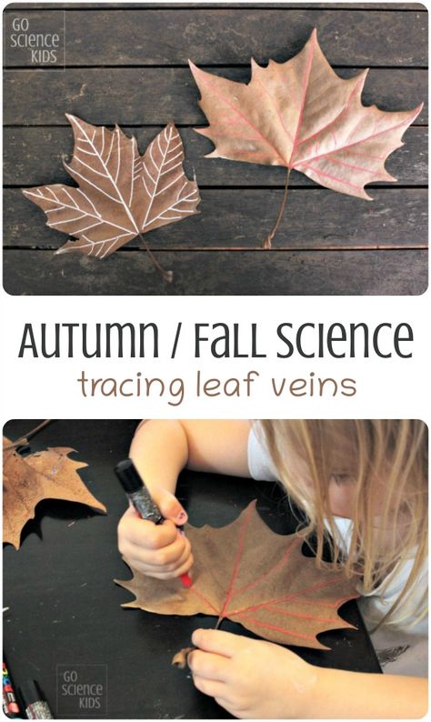 Autumn STEAM: tracing the veins of a leaf – Go Science Kids Leaf Science, Autumn Projects, Fall Science, Science Kids, Fall Lessons, First Day Of Kindergarten, Autumn Activities For Kids, Fall Preschool, Steam Activities