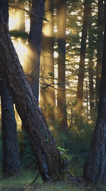 Light Falling Tree, Trees In The Forest, Light Watercolor, Australian Trees, Photography Color, Woodland Forest, Nature Tree, Tree Forest, Enchanted Forest