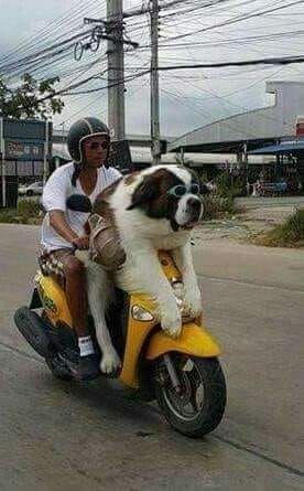 Man And His Dog, Saint Bernards, St Bernards, St Bernard Dogs, Bernard Dog, St Bernard, Cute Dogs And Puppies, Saint Bernard, About Dogs