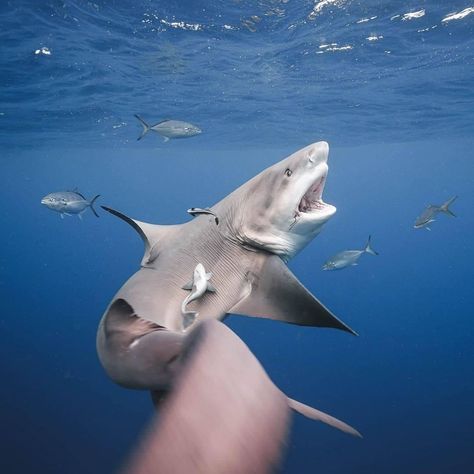 Oceanholic Life on Instagram: “Bull shark flex⁣⁣ Thanks to @sharkaddicts2  for these amazing photography! .⁣⁣ .⁣⁣ .⁣⁣ .⁣⁣ .⁣⁣ .⁣⁣ .⁣⁣ .⁣⁣ .⁣⁣ .⁣⁣ .⁣⁣ .⁣⁣ .⁣⁣ .⁣⁣…” Mickey Smith, Shark Photography, Cool Sharks, Shark Photos, Sea Creatures Art, Bull Shark, Shark Diving, Shark Tattoos, Marine Fish