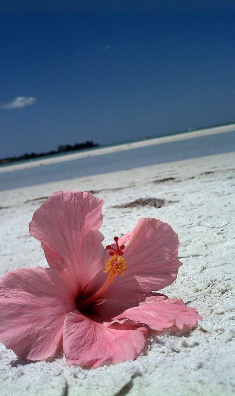 #MaravilhaWallpaper Ocean Wallpaper, Tumblr Wallpaper, Summer Wallpaper, Jolie Photo, Exotic Flowers, Hibiscus Flowers, Beach Photos, Flower Wallpaper, Beautiful Wallpapers