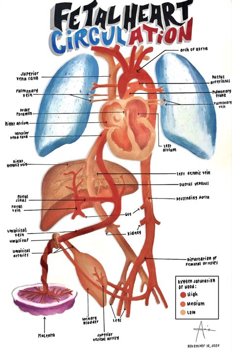 Fetal Circulation Flow Chart, Fetal Circulation Diagram, Heart Posters, Heart Circulation, Medical Sonography, Medical Illustrations, Diagnostic Medical Sonography, Medical Illustration, Anatomy And Physiology