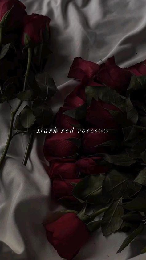 Rose Flower Aesthetic Dark, Dark Red Flowers Aesthetic, Dark Roses Aesthetic, Dark Rose Bouquet, Dark Red Roses Bouquet, Red Rose Bouquet Aesthetic, Dark Red Roses Aesthetic, Red Roses Video, Tulip Flower Pictures