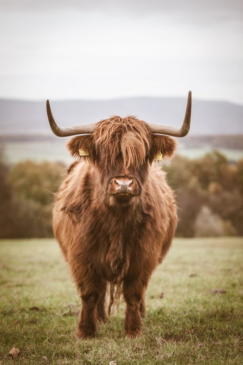 brown yak photo during daytime #5K #wallpaper #hdwallpaper #desktop Highland Cow Photography, Miniature Cattle, Cow Photography, Cow Art Print, Cow Wallpaper, Highland Cow Art, Cow Print Wallpaper, Western Wallpaper Iphone