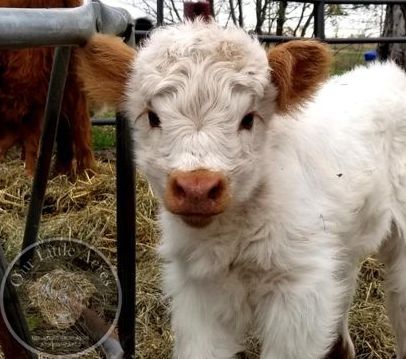 Miniature cows for sale in the spring at Our Little Acres located in Minnesota. Tiny Fluffy Cow, Small Fluffy Cow, Miniature Scottish Highland Cow, Miniature Cows Breeds, Mini Hiland Cow, Miniature Fluffy Cow, Fluffy Miniature Cows, Mini Cow Breeds, Mini Hereford Cow