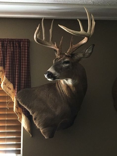 Whitetail Buck Shoulder Mount, Whitetail Deer Mounts, Axis Deer Mount, Whitetail Deer Pedestal Mounts, Deer Taxidermy Mounts, Deer Shoulder Mount Ideas, Buck Mounts Ideas, Deer Mounts Ideas, Deer Head Mount Ideas Display