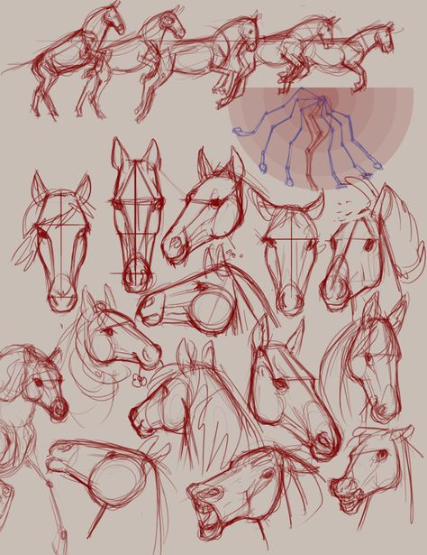 Horse sketches Horse Designs Drawing, Horse Sketch Tutorial, Horses Drawing Reference, Horse Turnaround, Horse Head Drawing Tutorial, Horse Head Illustration, Horse Head Reference, Horse Head Anatomy, Horse Reference Drawing