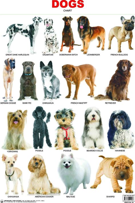 Dog Breeds Chart, Cat Breeds Chart, Types Of Dogs Breeds, Dog Breed Names, Girl Dog Names, Dog Breeds List, Dog Breeds Medium, 강아지 그림, Dog Facts