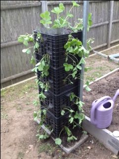 Strawberries in milk crates Crates Garden Ideas, Crate Gardening, Planter Box Liners, Strawberry Seedlings, Strawberry Planting, Garden Beginner, Plastic Milk Crates, Garden Landscaping Design Ideas, Garden Landscaping Design