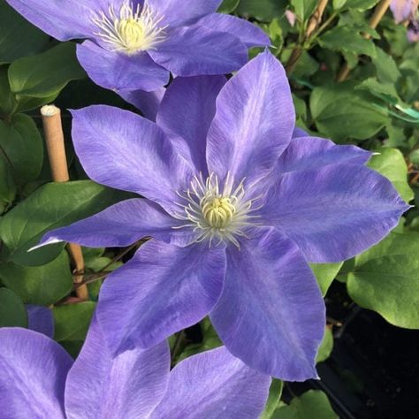 Clematis Care, Clematis Plants, Garden Obelisk, Clematis Flower, Day Lilies, Moon Garden, Garden Items, Colorful Garden, Ground Cover