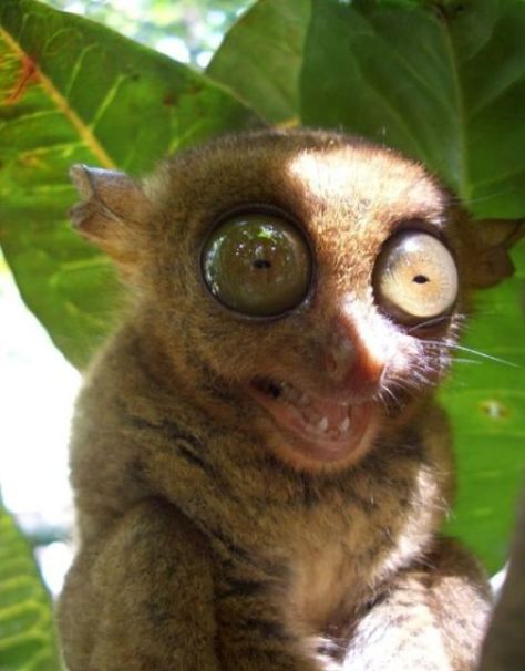 BIG EYES!!! Rarest Animals, Weird Looking Animals, Ugly Animals, Common Birds, Unusual Animals, Rare Animals, Animal Species, Funny Animal Memes, Weird Animals