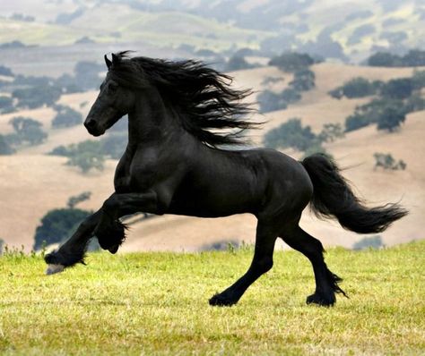 Friesian Horse galloping. photo: April Visel. Black Horses Photography, Black Fresian Horses, Horses Running Photography, Horse Galloping With Rider, Black Horse Pictures, Black Horse Photography, Friesian Horse Photography, Black Horse Running, Horses Friesian