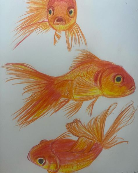 goldfish 𓆝 𓆟 𓆞 𓆟 𓆝 #goldfish #drawing #art #colors #sketchbook #fish #aesthetic #artist #goldfishlove #fishdrawing #sketchbookideas #artgallery #artcollector #artoftheday #artlover Drawing Goldfish, Sketch Fish, Goldfish Drawing, Fish Aesthetic, Fish Drawing, Gcse Art Sketchbook, Drawing Color, Fish Drawings, Gcse Art