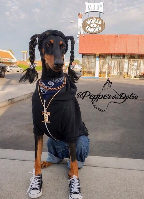 Pepper the Dobie's Halloween Dog Costume as Snoop Dogg in 2015 Doberman Love, Doberman Pinscher Dog, Pet Halloween Costumes, Doberman Dogs, Snoop Dog, Dog Halloween Costumes, Haiwan Peliharaan, Dog Costumes, Dog Costume