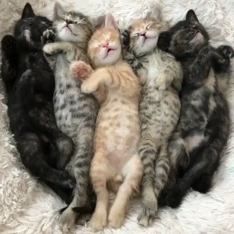 Tiny Baby Animals, Adventure Cat, Sleeping Kitten, Adorable Kitten, Pet Kitten, Kitten Pictures, High Five, Cute Cats And Dogs, Beautiful Dogs