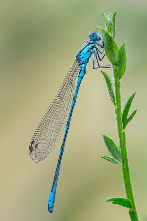 Blue Bird Flying, Mantis Religiosa, Dragonfly Photos, Foto Macro, Dragon Flys, Logo Fleur, Insect Photography, Bird Flying, Dragonfly Dreams