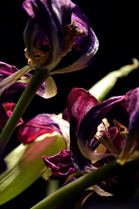 Decayed Flowers, Exam Moodboard, Decaying Flowers, Dramatic Photography, Billy Kidd, Wilted Flowers, Billy Kid, Dead Flowers, Photography Themes