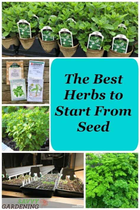 How To Start An Herb Garden, Herb Seed Starting, Planting Herbs From Seeds, Growing Herbs From Seeds, Starting Herbs From Seeds Indoors, Growing Herbs From Seeds Indoors, How To Grow Herbs From Seeds, How To Grow Herbs, How To Plant Herbs From Seeds