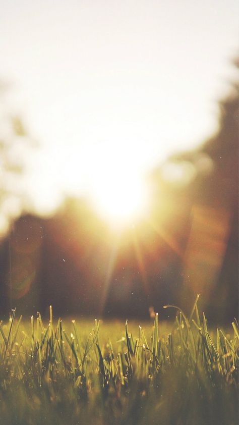 Nature Front Yard Sunshine Grassland #iPhone #6 #plus #wallpaper Sunshine Wallpaper, Iphone 6 Wallpaper, Alam Yang Indah, Nature Wallpaper, Phone Backgrounds, Free Stock Photos, Beautiful Nature, Wallpaper Backgrounds, Background Images