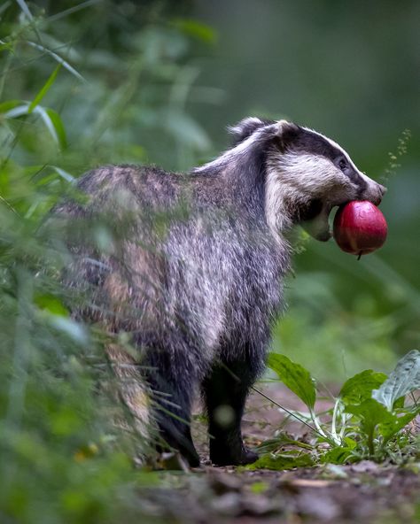 Badger Fursona, English Badger, Piebald Animals, Badger Images, European Badger, Photo Animaliere, Honey Badger, Pretty Animals, Animal Species