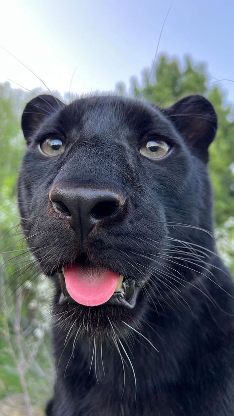 Luna The Panther, Luna The Pantera, Pantera Aesthetic, Wallpaper Pantera, Pet Panther, Panther Pet, Cute Panther, Black Pantera, Panther Aesthetic