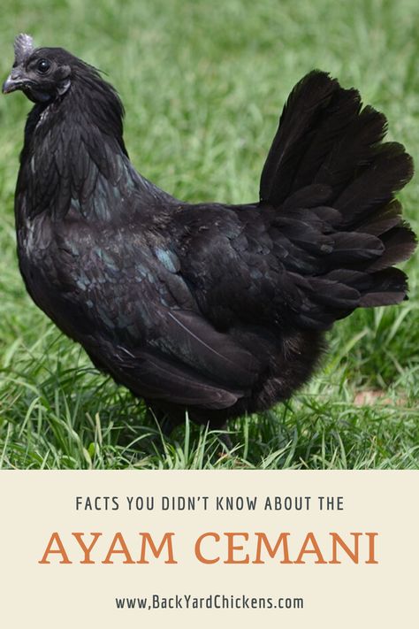 Filipino Monsters, All Black Chicken, Black Chicken Breeds, Black Chickens Breeds, Mystic Onyx Chicken, Black Chicken Coop, Cemani Chicken, Goth Chicken Coop, Ayam Cemani Chicken Eggs