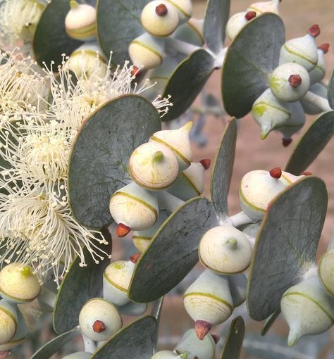 Erin Sanders on Instagram: “Eucalyptus pulverulenta - silver leaved mountain gum, in bloom. Love this stunning Euc (perfect for the home garden). It was planted about…” Eucalyptus Pulverulenta, Erin Sanders, Thomas Sanders, Silver Leaves, Botanical Beauty, Seed Pods, Flower Child, In Bloom, Hedges