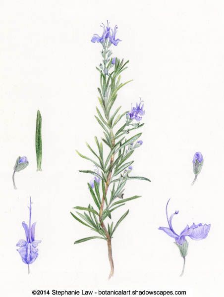 Rosemary botanical illustration. One of Ophelia's flowers. Rosemary Tattoo, Herb Tattoo, Botanisches Tattoo, Rosemary Flower, Tanaman Sukulen, Flor Tattoo, Stephanie Law, Rosemary Plant, Flowers Illustration