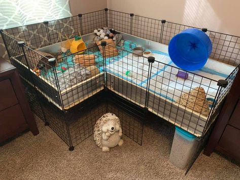 This hedgehog home layout was put together by Brittany Yarzab. It's so cozy I wish I could move in ;-) Thanks for sharing Brittany! Diy Hedgehog Cage, Hedgehog Enclosure, Pet Hedgehog Cage, Best Hedgehog Cage, Hedgehog Homes Ideas, Hedgehog Cage Ideas, Aesthetic Hedgehog Cage, Pygmy Hedgehog Set Up, Hedgehog Pet Cage