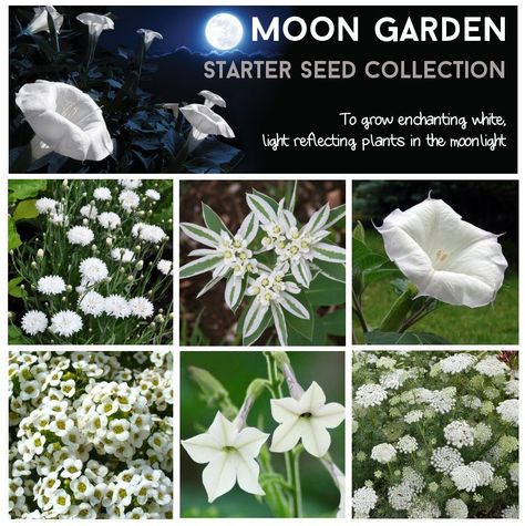 Witchy Garden, Tattoo Plant, Goth Garden, Gothic Garden, Witch Garden, Seed Collection, Moon Garden, Night Garden, White Gardens