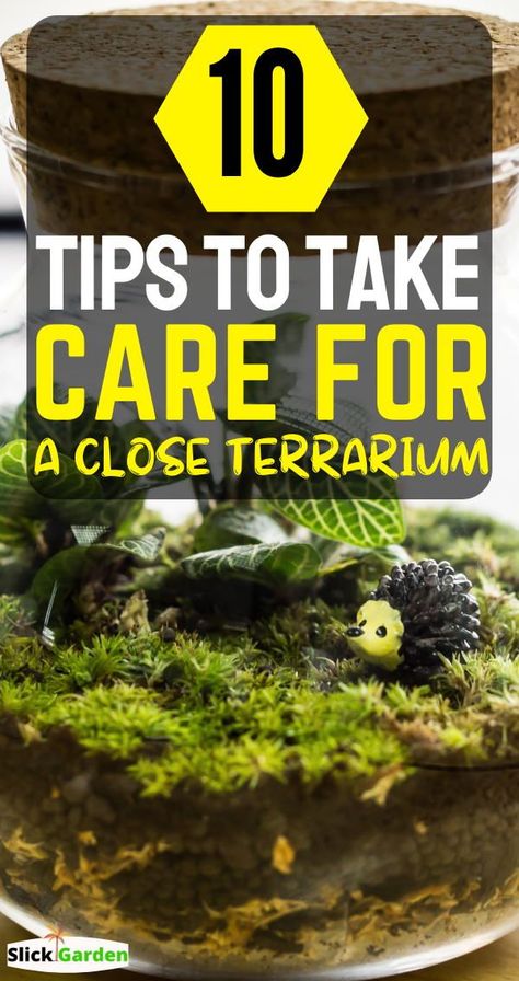 10 Tips To Take Care Of Your Close Terrarium? If you inspect your terrarium regularly then you can enjoy it for more than two years or maybe more than 50 years without watering. If you want to maintain a healthy atmosphere in your closed terrarium then you should avoid following mistakes. How To Take Care Of Terrarium, Closed Terrarium Ideas Diy, Closed Terrarium Ideas, Close Terrarium, Plant Terrarium Ideas, Easy Terrarium Diy, Easy Terrarium, Terrarium Care, Self Sustaining Terrarium