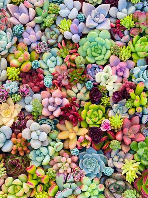 Succulents Wallpaper, Succulent Garden Design, Colorful Succulents, Cactus Y Suculentas, Cactus And Succulents, Succulents Garden, Cacti And Succulents, Green Thumb, Planting Succulents