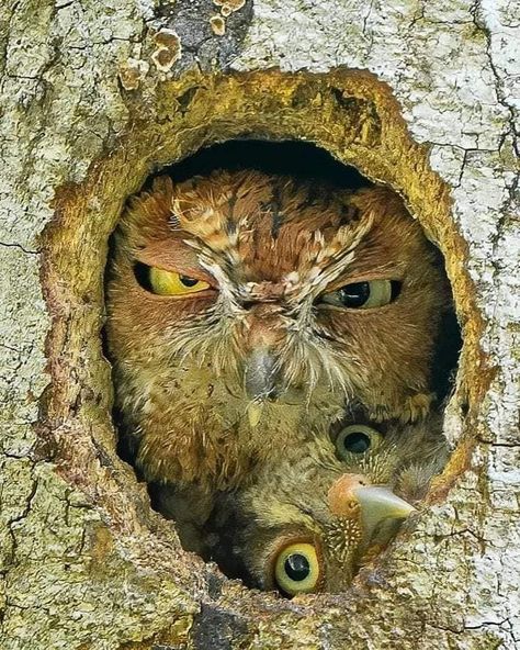 Eastern Screech Owl, Nocturnal Birds, Screech Owl, Daily Pictures, Owl Lovers, Wildlife Animals, Beautiful Birds, Animal Kingdom, Animals Beautiful