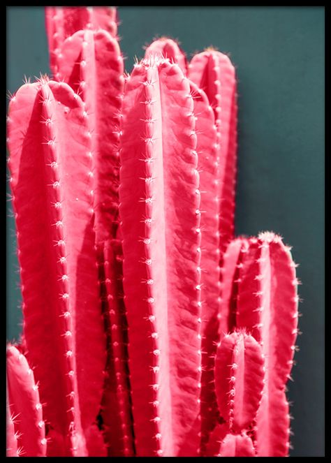 Cactus Wallpaper, Cactus Poster, Pink Cactus, Home Office Inspiration, Gold Poster, Picture Collage Wall, Pink Vibes, Cactus Y Suculentas, Photo Wall Collage